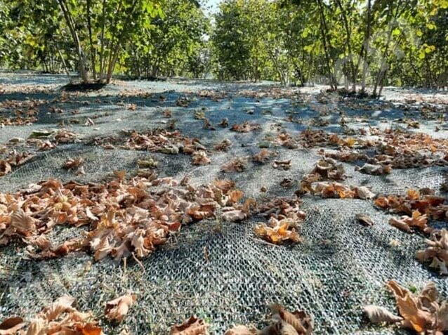 Toptan Fındık Toplama Filesi 6mt*200mt