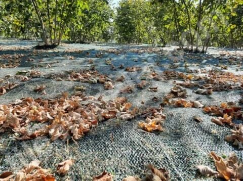 Toptan Fındık Toplama Filesi 6mt*200mt